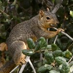 Squirrel4.jpg