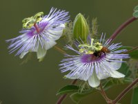 Passiflora.jpg