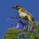 Oriole.jpg