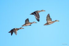 DucksInFlight-300.jpg