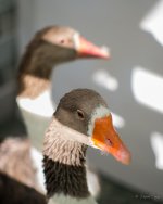 DSC_5279.jpg