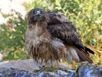 Hawk8.jpg