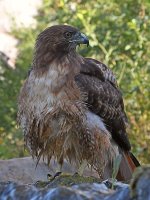 Hawk12.jpg