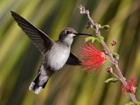 Hummer5.jpg