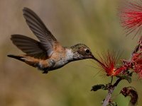 Hummer23.jpg