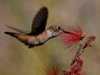 Hummer25.jpg