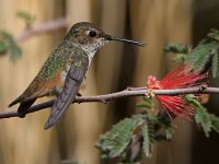 Hummer28.jpg