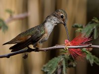 Hummer37.jpg