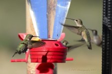 9-6-18-cr__D7K9964.jpg