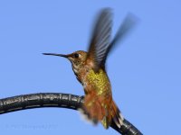 9-6-18-cr__D7K9981.jpg