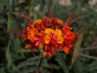 Ceasalpinia.jpg