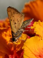 Skipper5.jpg