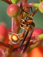 Wasp.jpg