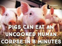 pig.jpg