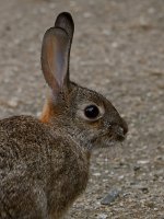Rabbit2.jpg
