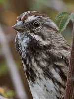 Sparrow3.jpg