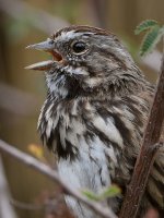 Sparrow4.jpg