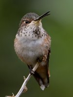 Hummer12.jpg