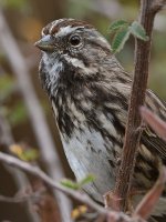Sparrow2.jpg