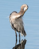 GBHPreening-300.jpg