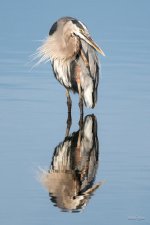 GBHPreening-301.jpg