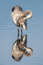 GBHPreening-302.jpg