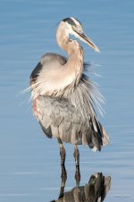 GBHPreening-303.jpg