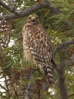 Hawk.jpg