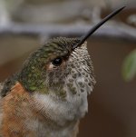 Hummer36.jpg