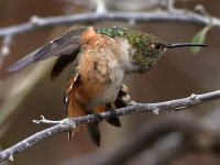Hummer39.jpg