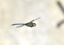 _ROY9351.JPG