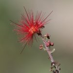 FairyDuster.jpg