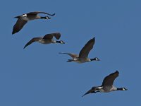 Geese.jpg