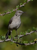 Mockingbird.jpg
