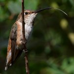 Hummer5.jpg