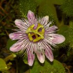 Passiflora2.jpg