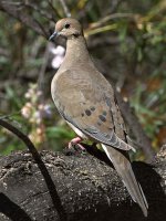 Dove.jpg