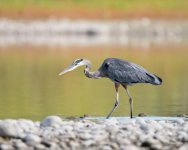 GBH-300.jpg