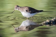 Sandpiper-320.jpg
