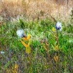 DSC_0675.jpg