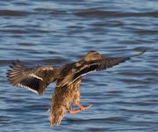 duck1 (1 of 1).jpg