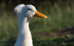 Goose1 (1 of 1).jpg