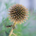 DSC_5434.jpg