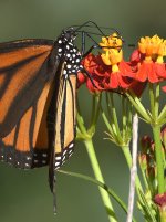 Monarch5.jpg