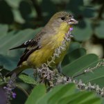 Goldfinch.jpg