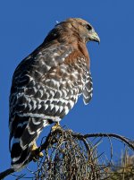Hawk.jpg