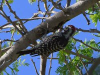 Woodpecker.jpg