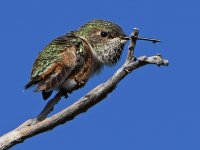 Hummer.jpg