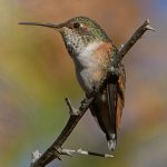 Hummer5.jpg
