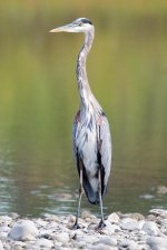 GBH-304.jpg